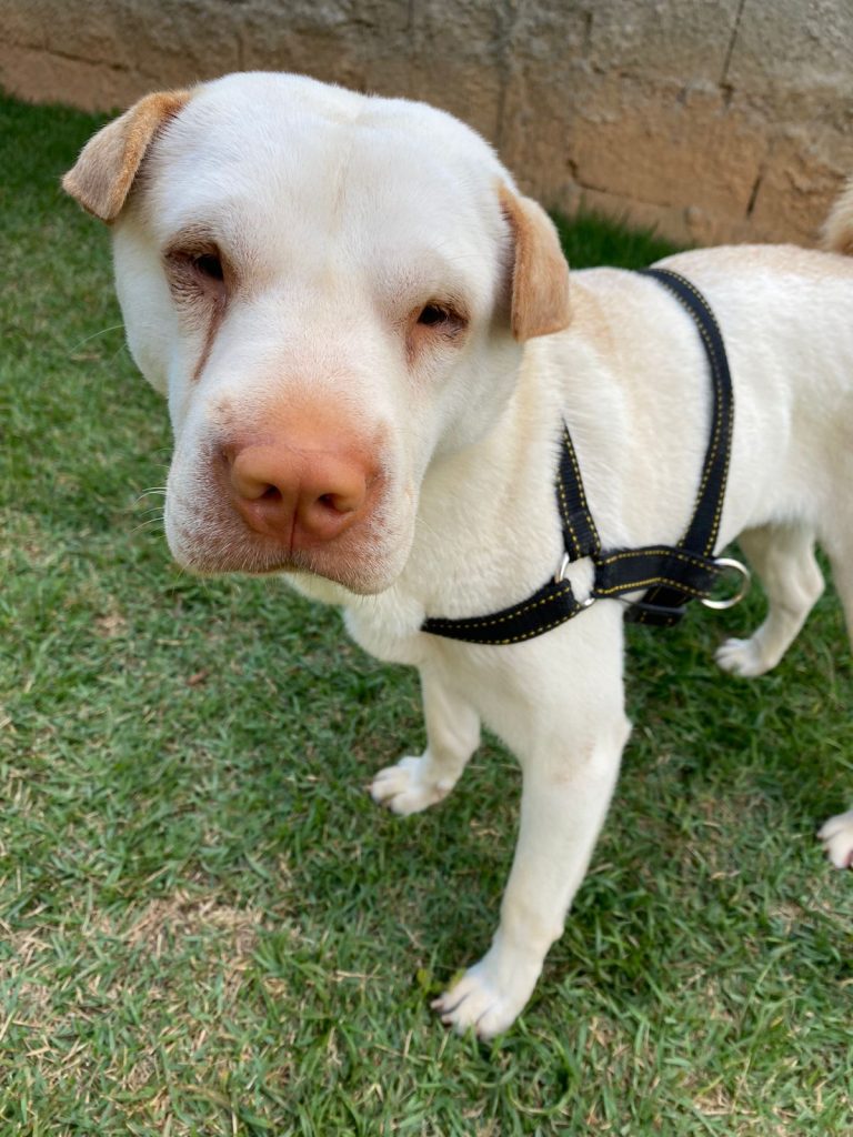 Cães resgatados de canil ilegal em Jundiaí estão prontos para adoção