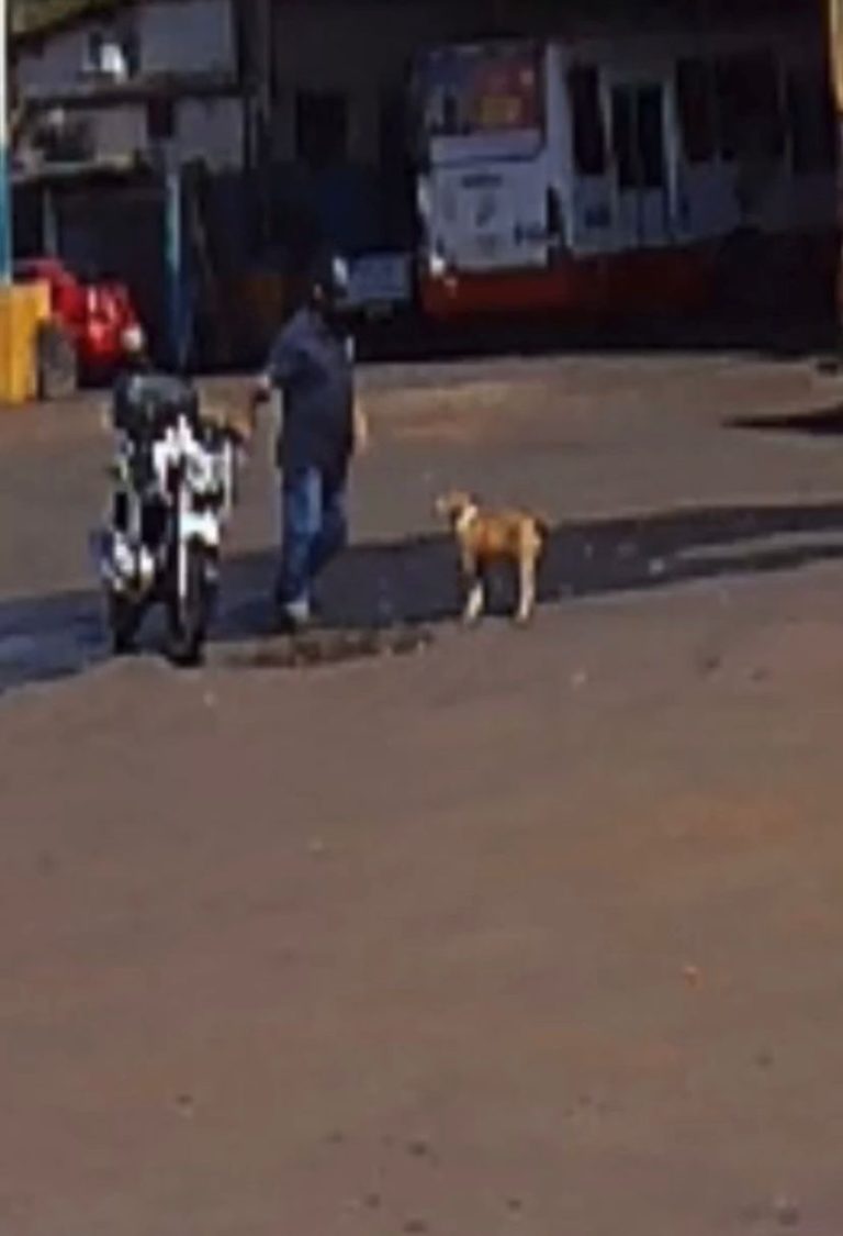 Crueldade: Motociclista chuta cachorro em Araras