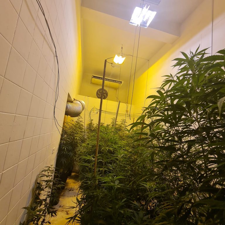 Casa da maconha: Polícia Civil descobre "fazenda" no meio da cidade de Campinas