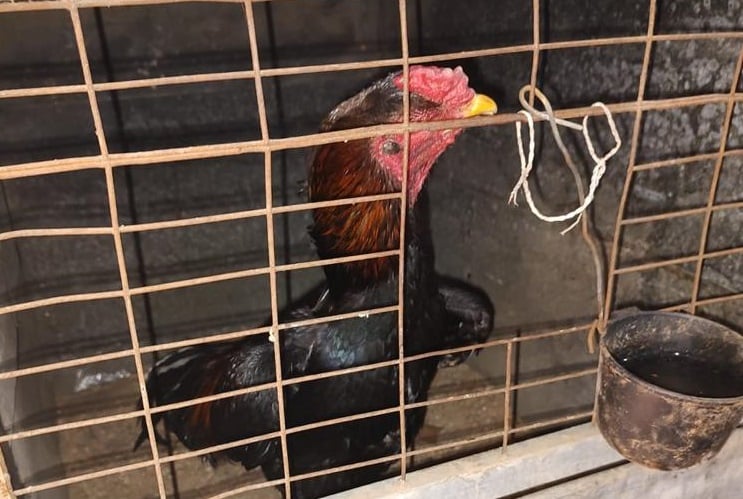 Suspeita de rinha: duas pessoas presas por maus tratos