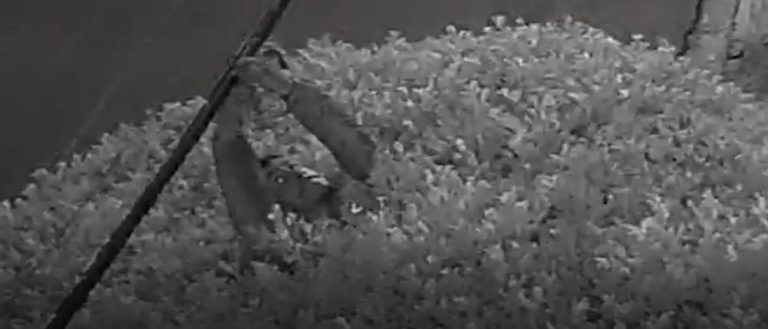 Homem 'brota' de árvore para furtar fios em Campinas