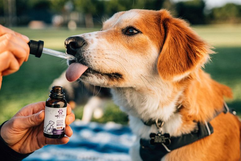 Óleo de cannabis na medicina veterinária – Por Eduardo Filetti