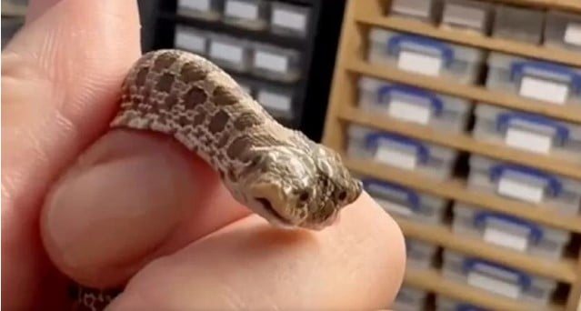 Cobra de duas cabeças nasce em petshop na Inglaterra