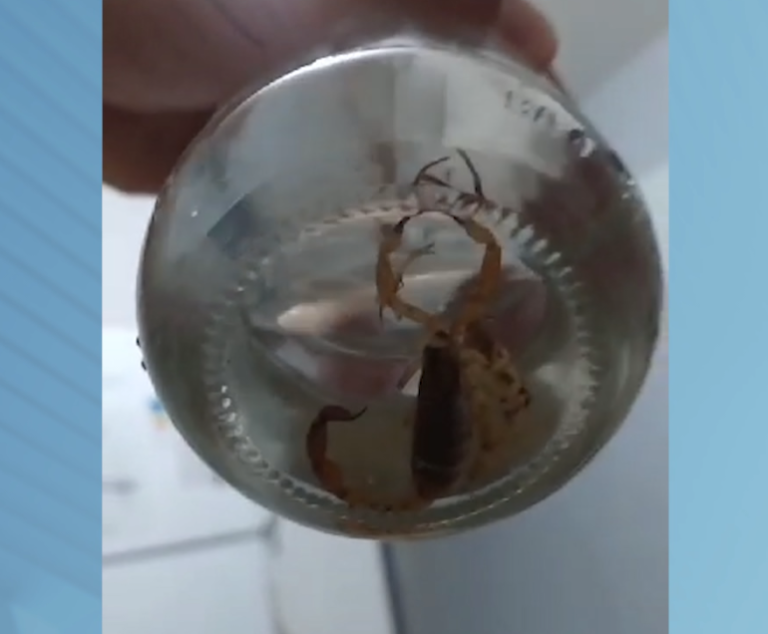 Denúncia: moradores temem por aumento no aparecimento de escorpiões em Hortolândia