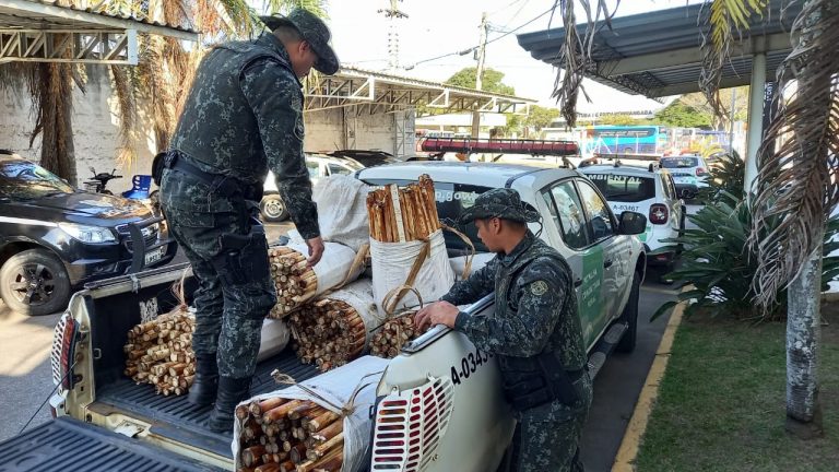 Dupla é presa e multada em mais de R$1 milhão por furto de palmito-juçara em Pinda