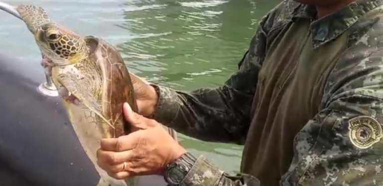Tartaruga marinha é resgatada no Porto de Santos