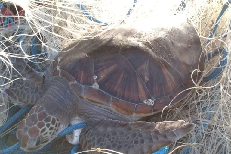 Tartaruga presa numa rede de pesca é salva em São Vicente