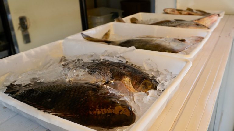 Caminhão do Peixe tem pescados a preços acessíveis, em Guarujá