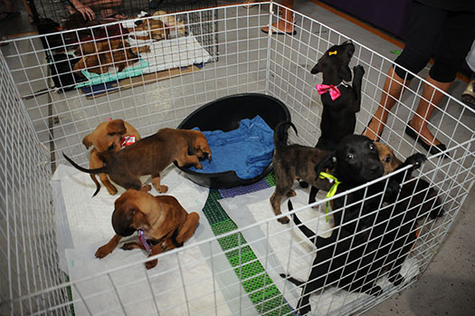 Praia Grande implanta Banco para produtos e acessórios para animais