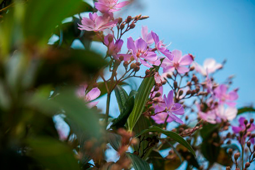 Cidades da Baixada Santista celebram o Dia da Árvore