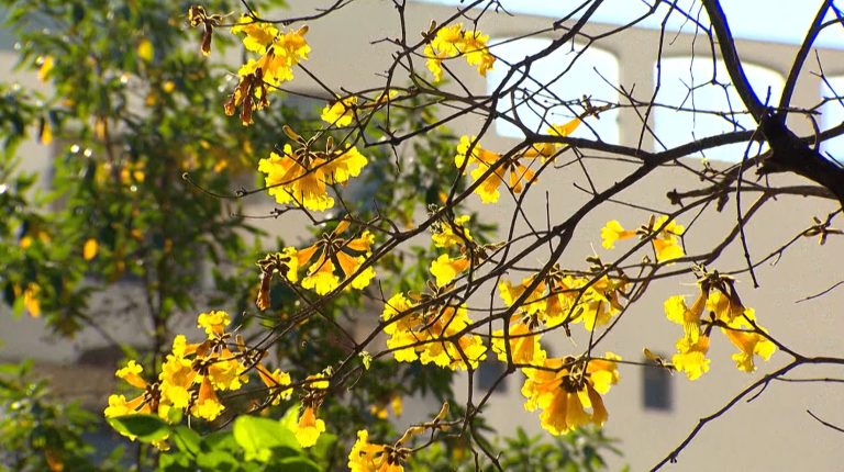 Inverno fica para trás com a chegada da Primavera neste sábado