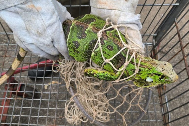Iguana verde é resgatada próximo de parque em São Vicente