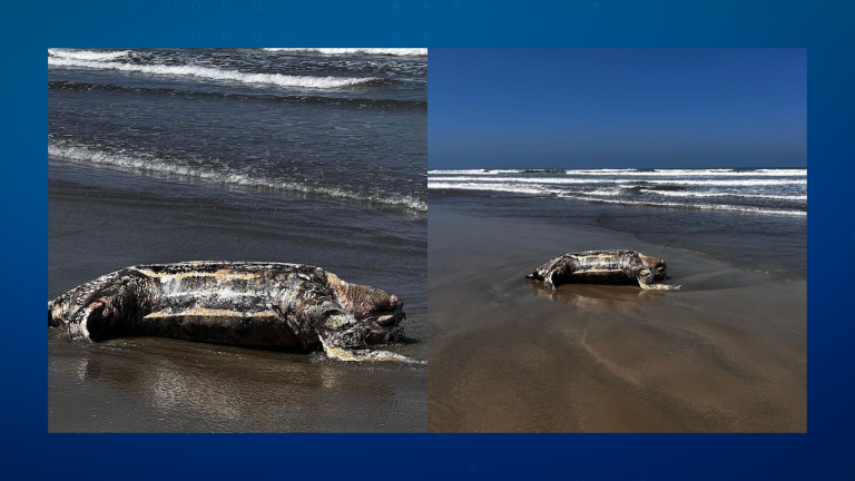 Tartaruga-gigante é encontrada em estado de decomposição, na Praia Grande