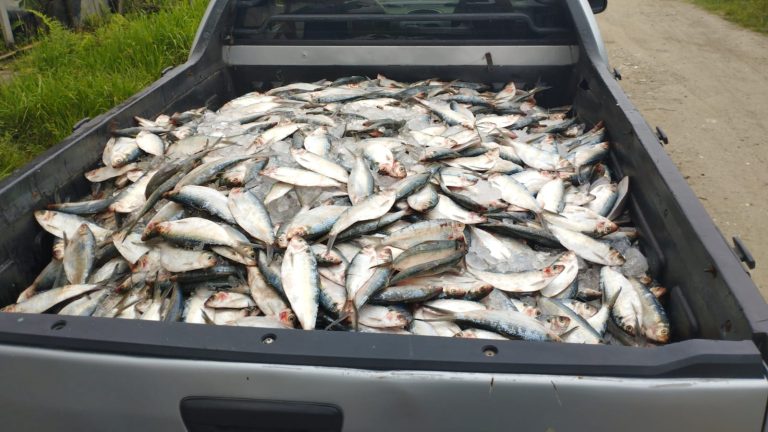 Mais de 11 toneladas de pescados são apreendidos em terminal pesqueiro de Guarujá