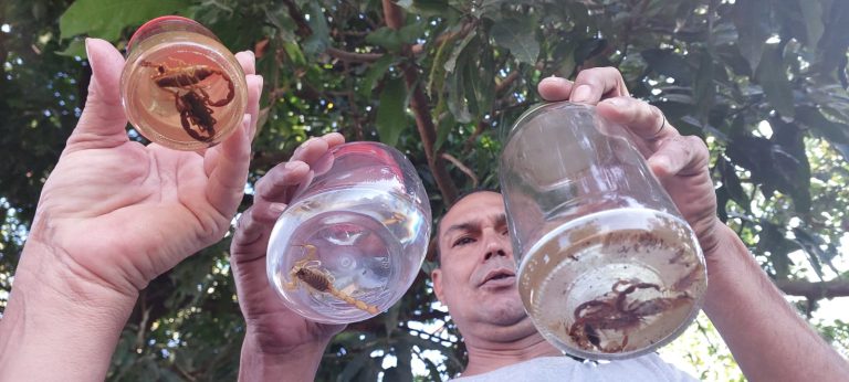 Infestação de escorpiões preocupa moradores do Bairro Real Center, em Cosmópolis