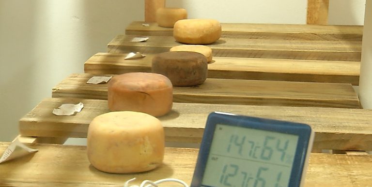 Queijo de ovelha produzido em Campinas recebe selo de qualidade artesanal