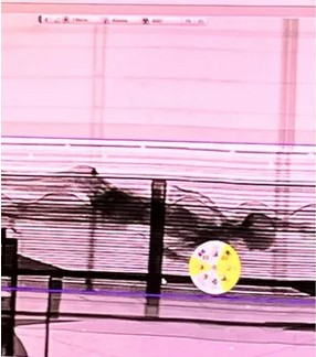 Corpo encontrado em contêiner do Porto de Santos passa por exame de DNA e será enterrado