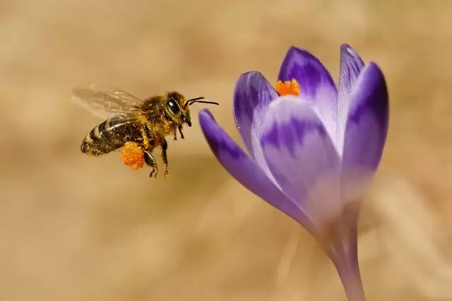 O Doce Canto da Abelha Rainha