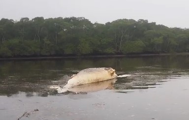 Pescadores são surpreendidos com aparição repentina de baleia em rio do Litoral