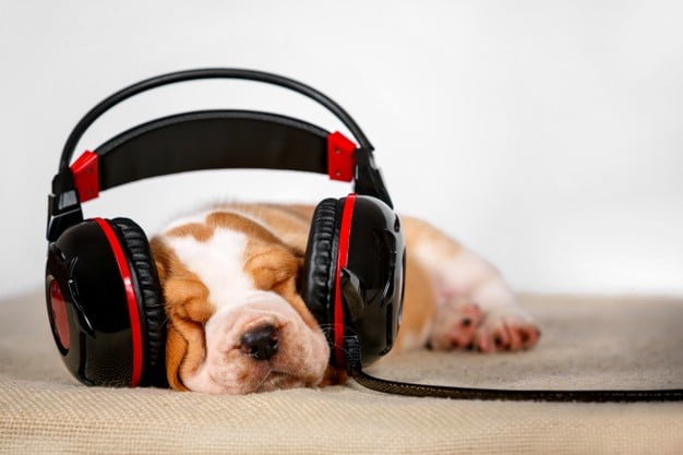 A musicoterapia em medicina veterinária – Por Eduardo Filetti