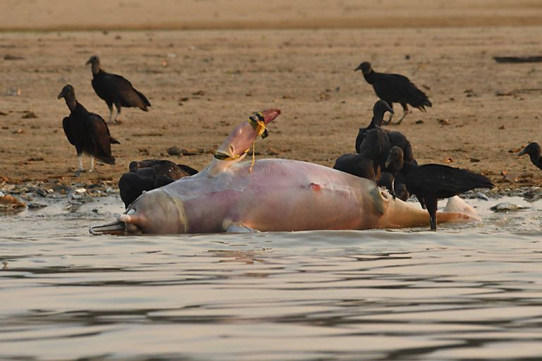 Mais de cem botos morrem em lago superaquecido no Amazonas