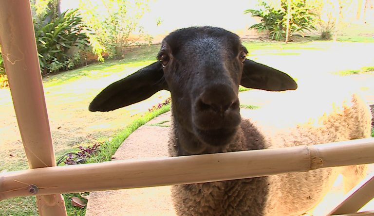 Ovelha Lana pensa que é cachorro e tem hábitos caninos