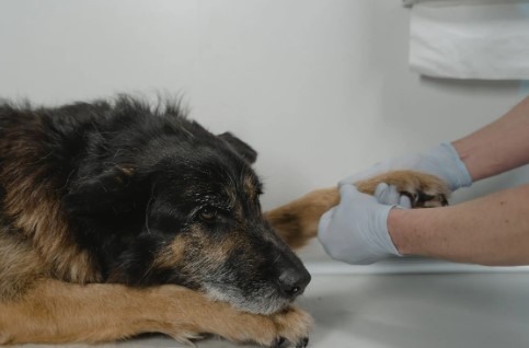 O que é parvovirose? Por Eduardo Filetti