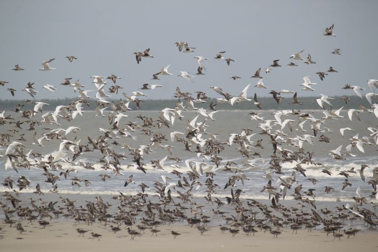 Conheça os hábitos das aves migratórias com observação via telescópio no Aquário de Santos