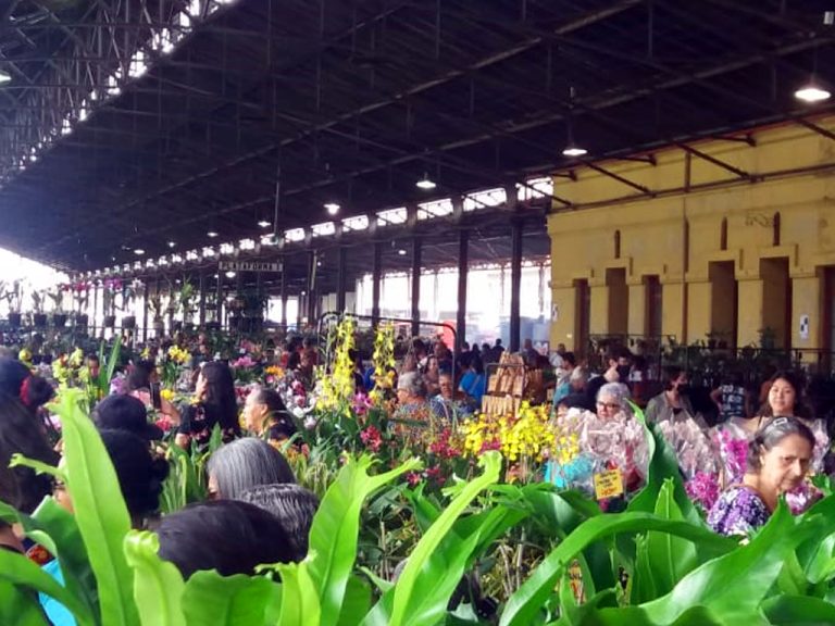 Festival de Orquídeas e Flores é atração na Estação Cultura em Campinas