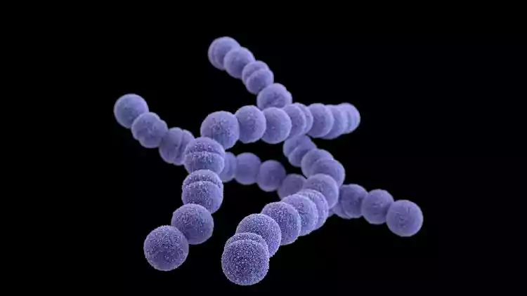 Jennifer Oosthuizen/CDC - Bactéria Streptococcus Pyogenes