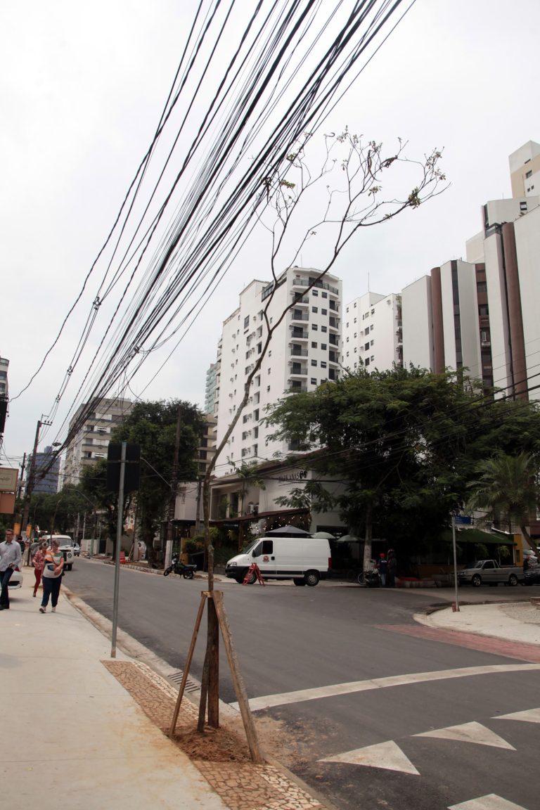 Ipês-amarelos darão um colorido especial para rua de Santos