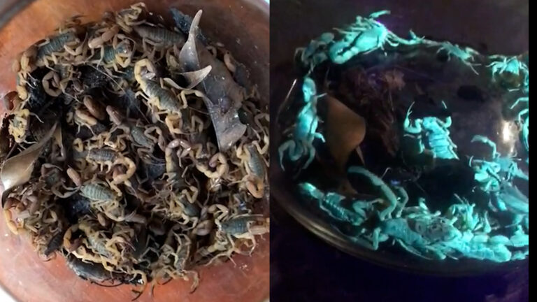 Moradora de Americana captura mais de 150 escorpiões