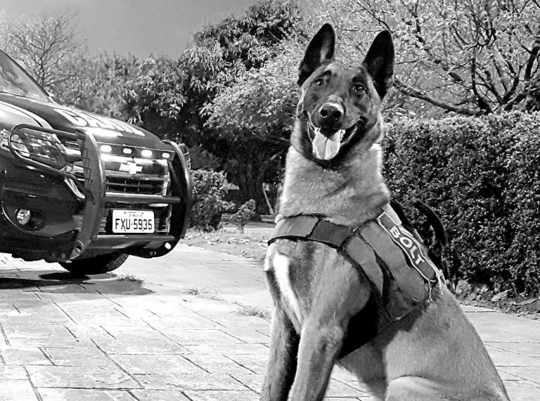 Cão de faro Bolt morre aos seis anos