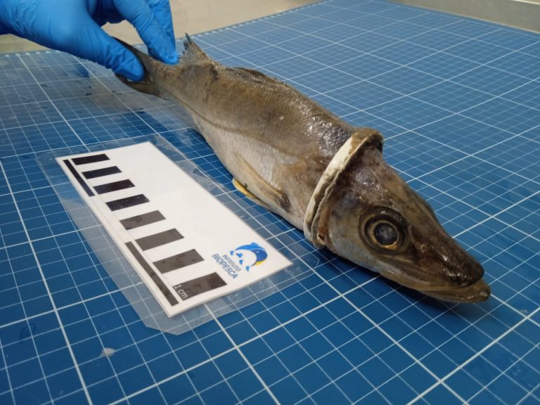 Robalo é resgatado com lacre preso na cabeça em praia do Litoral de SP