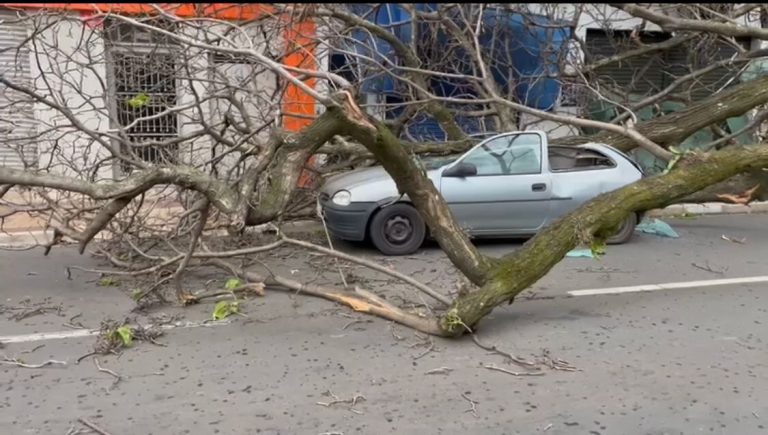 Feriado é marcado por forte temporal e quedas de árvores