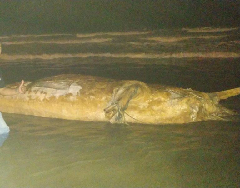 Corpo de baleia é encontrado em praia de Itanhaém