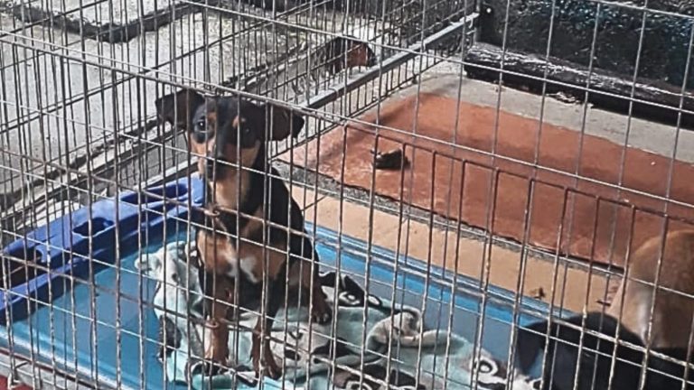 Cadela abandonada em via pública de Bertioga será adotada