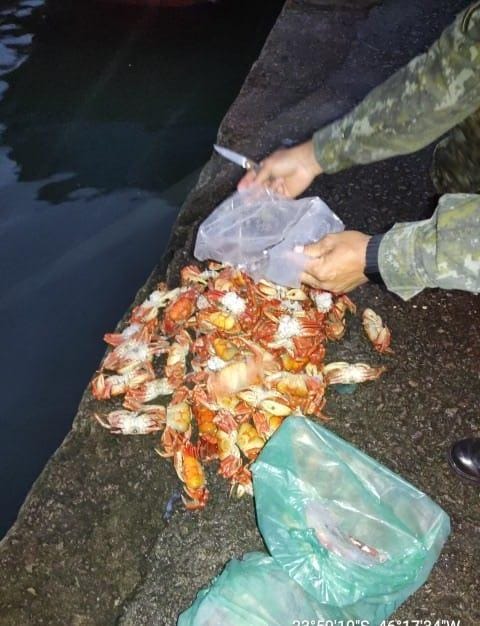 Caranguejos prontos para a venda em Peruíbe são apreendidos e homem é multado em quase R$ 3 mil