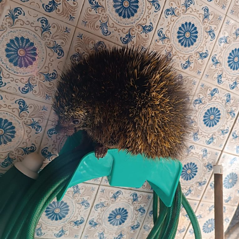 Ouriço faz “visita” a uma casa no Guarujá