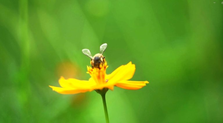 Própolis: uma ‘solução’ para a saúde e para o meio ambiente