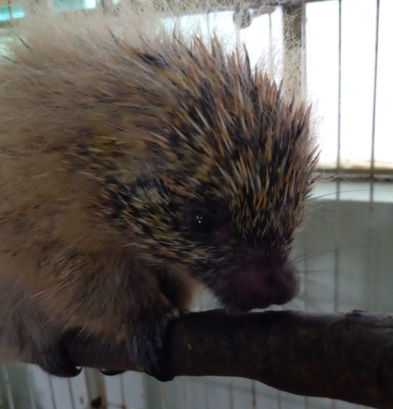 Ouriço órfão é reabilitado após ação de resgate e retorna à vida silvestre