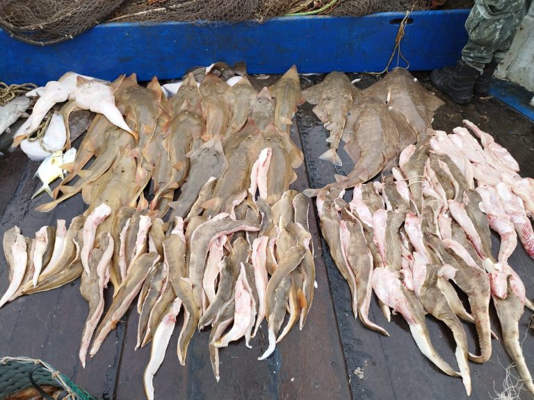 Tubarões e raias ameaçadas de extinção são apreendidas dentro de barco pesqueiro em Santos
