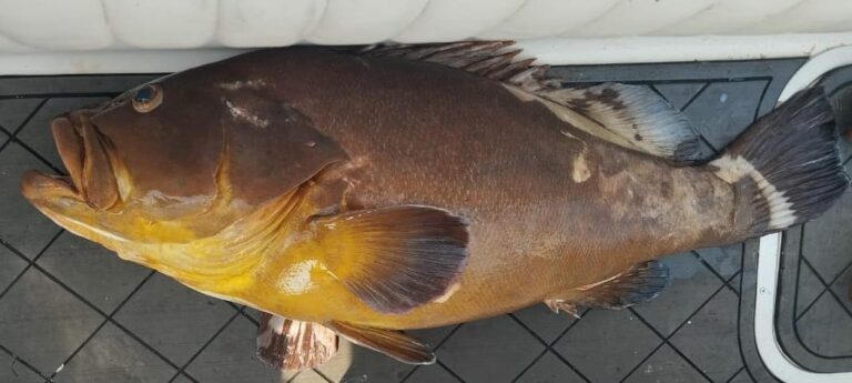 Peixe ameaçado de extinção é encontrado em embarcação no Litoral e pescador é multado