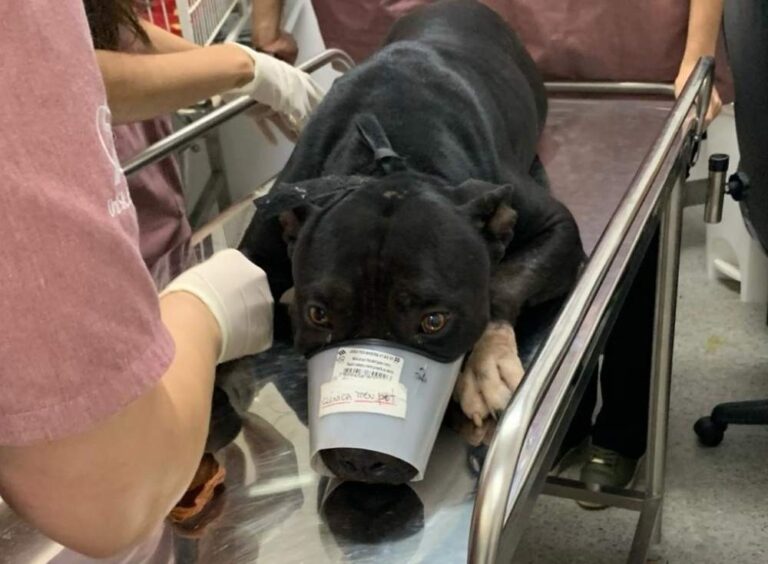 Pitbull baleado por Policial Militar em Araçatuba passará por cirurgia