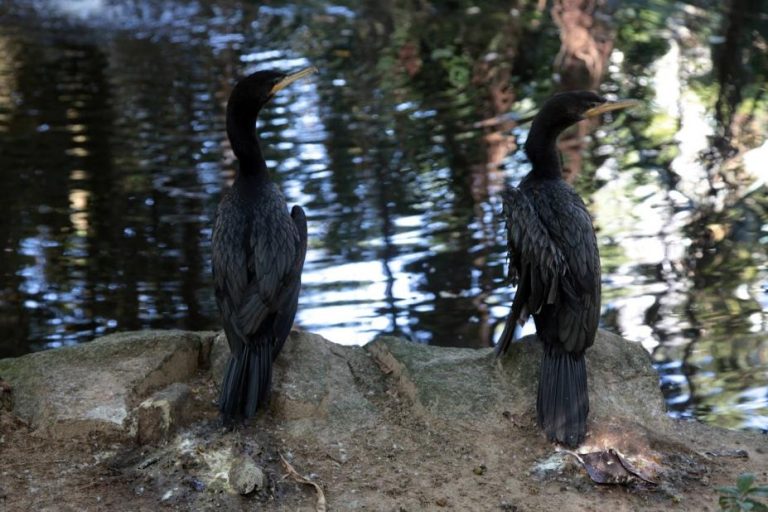 De olho na gripe aviária: Orquidário de Santos realiza palestra para alertar sobre a doença