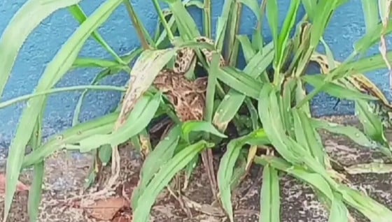 Olha a cobra! Jararaca dá um “passeio” em unidade de saúde de Guarujá