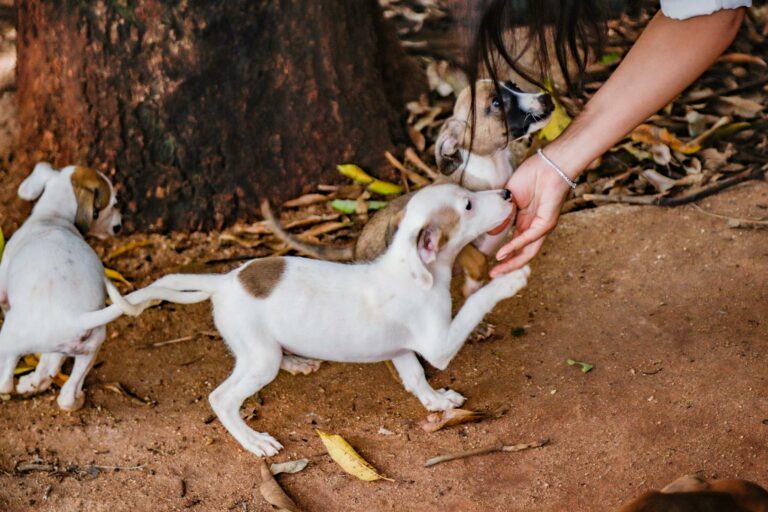 Mais de 100 cães e gatos esperam por um lar no Evento de Adoção, neste sábado