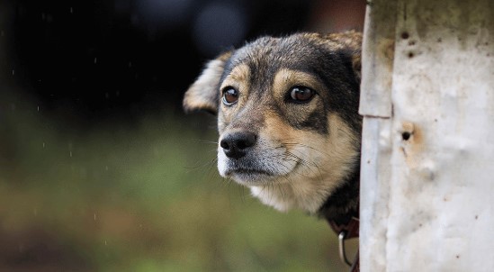 Artigo – Vamos deixar que os cachorros votem