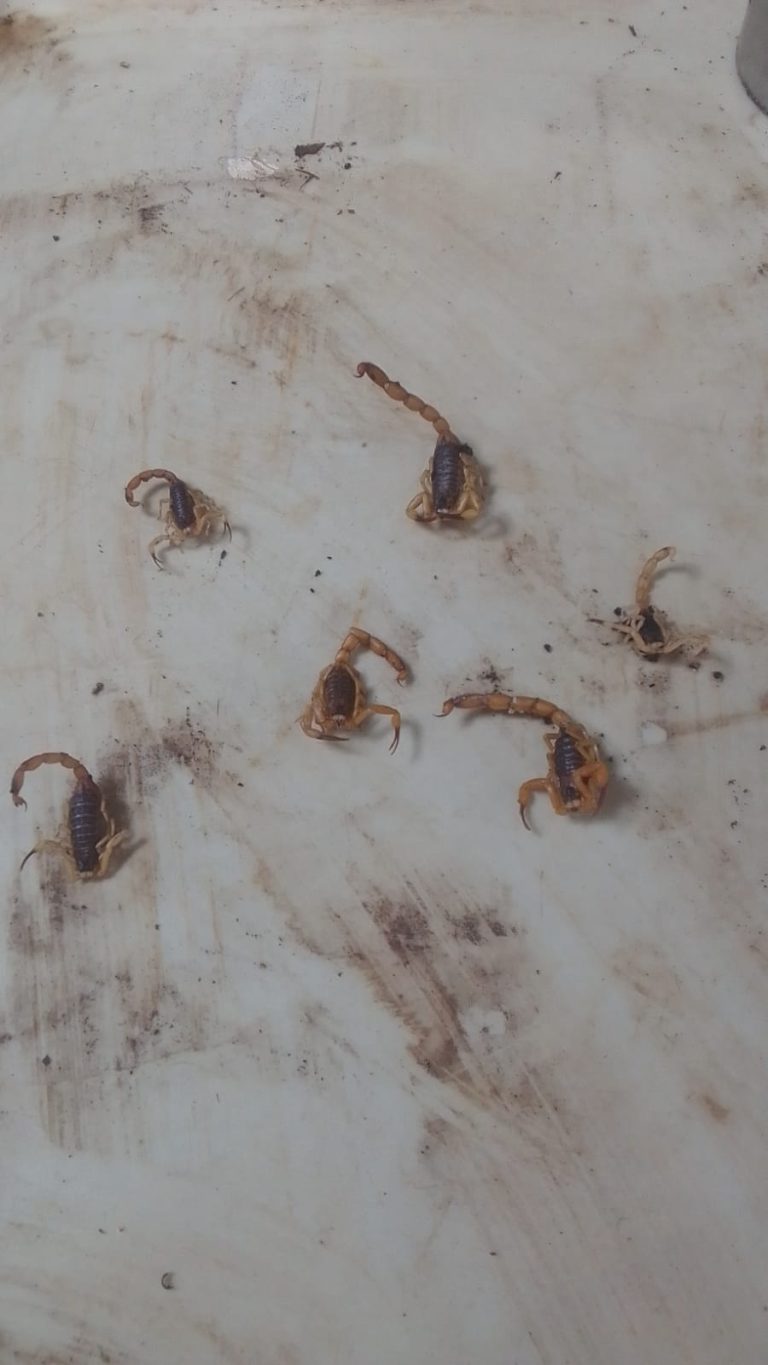 Terreno abandonado gera infestação de escorpiões em Piracicaba