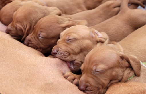 Saiba qual a importância do leite materno para os pets – Por Eduardo Filetti